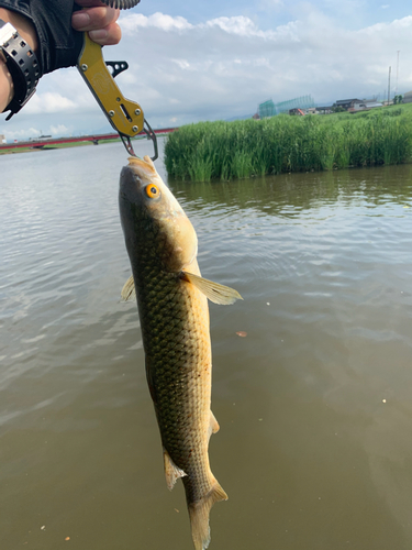 ボラの釣果