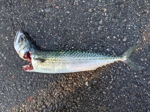 マサバの釣果