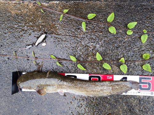 ナマズの釣果