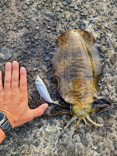 マダコの釣果