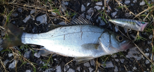 セイゴ（ヒラスズキ）の釣果