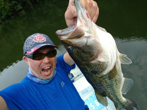 ブラックバスの釣果