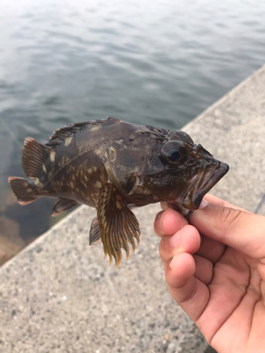 ガシラの釣果