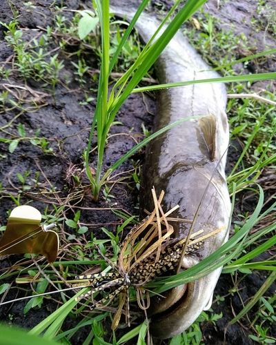 ナマズの釣果