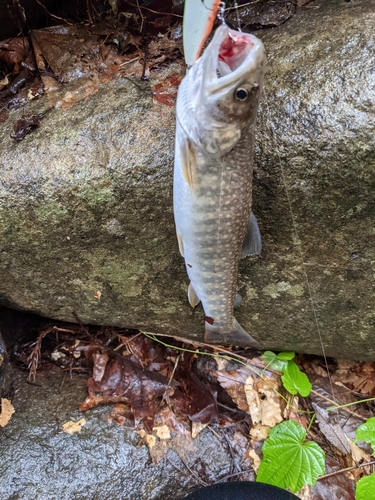 イワナの釣果