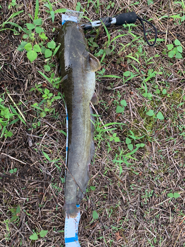 ナマズの釣果