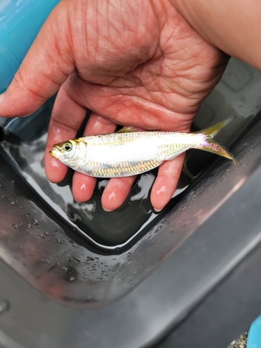 サッパの釣果