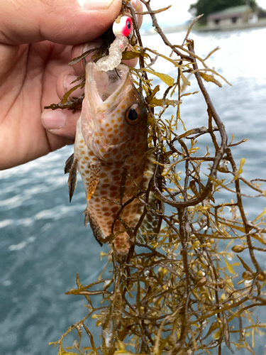 オオモンハタの釣果