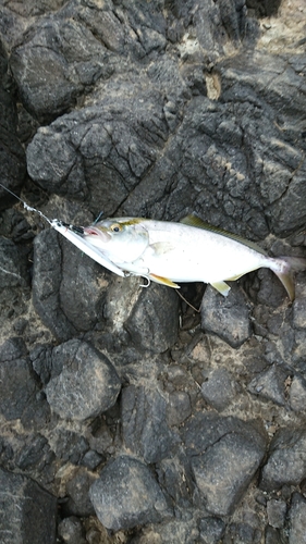 ショゴの釣果