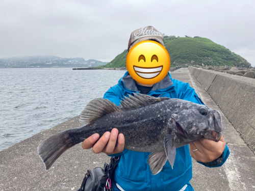 クロソイの釣果