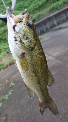 ラージマウスバスの釣果