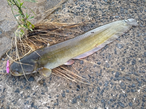 ナマズの釣果