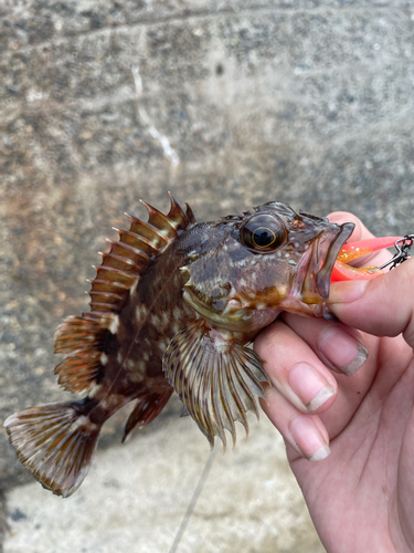 カサゴの釣果