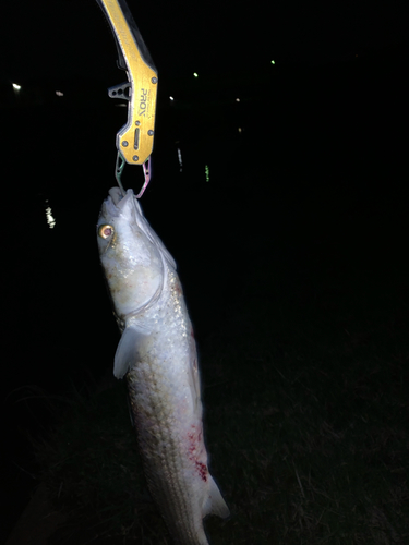 メナダの釣果