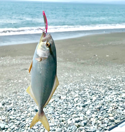 ショゴの釣果