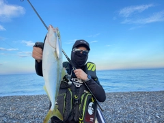 ツバスの釣果