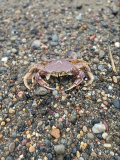 ワタリガニの釣果