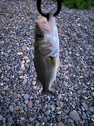 セイゴ（マルスズキ）の釣果