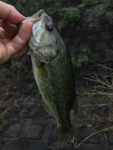 ラージマウスバスの釣果