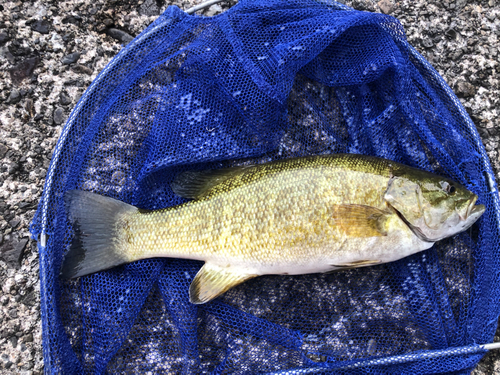 スモールマウスバスの釣果