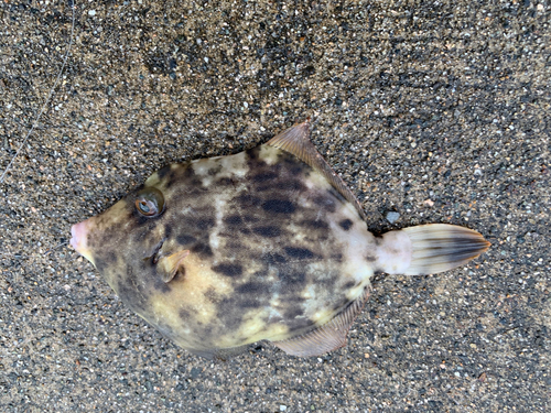 カワハギの釣果