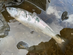 サクラマスの釣果