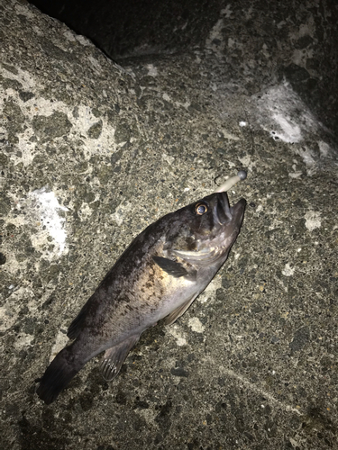 クロソイの釣果