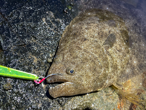 ヒラメの釣果