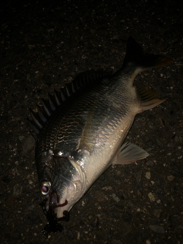 キビレの釣果