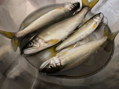 アユの釣果