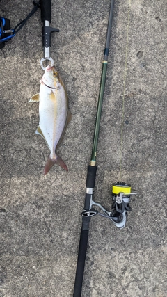 カンパチの釣果