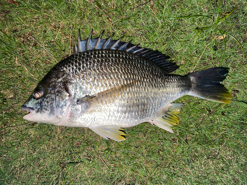 キビレの釣果