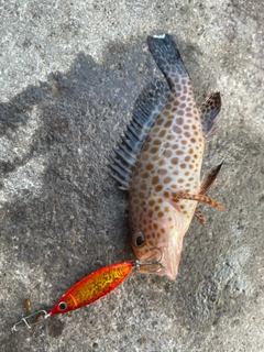 オオモンハタの釣果