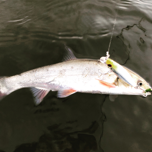 ウグイの釣果