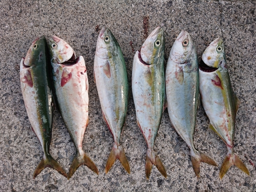 ツバスの釣果