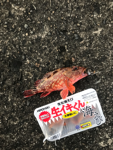 カサゴの釣果