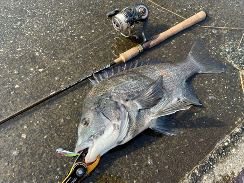 チヌの釣果