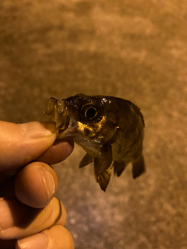 シロメバルの釣果