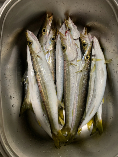 カマスの釣果