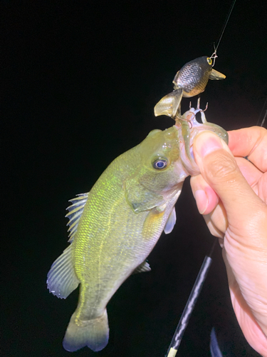 ブラックバスの釣果