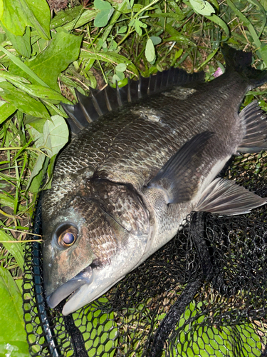 チヌの釣果