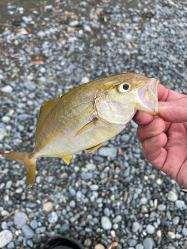 ショゴの釣果