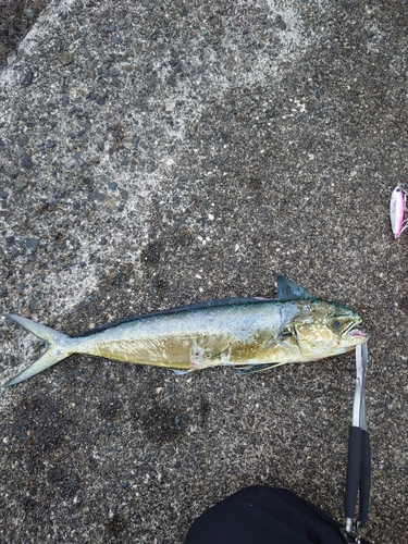 シイラの釣果