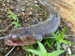 エソの釣果