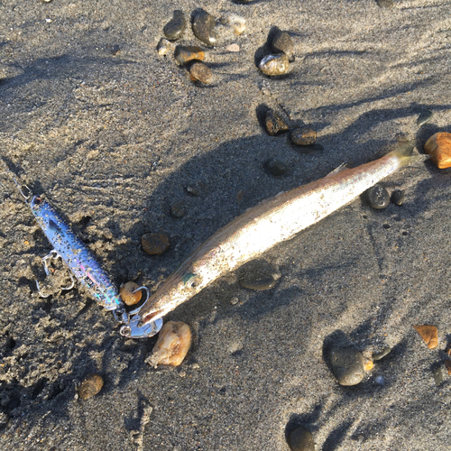 カマスの釣果