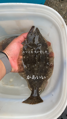 ソゲの釣果