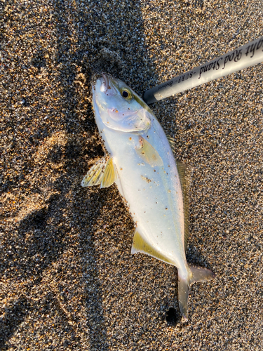 ショゴの釣果