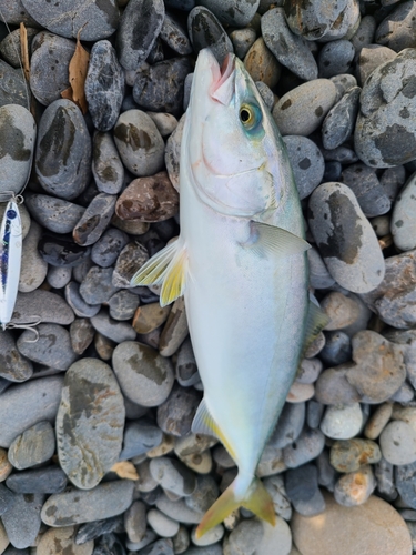 ワカシの釣果