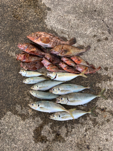 アジの釣果