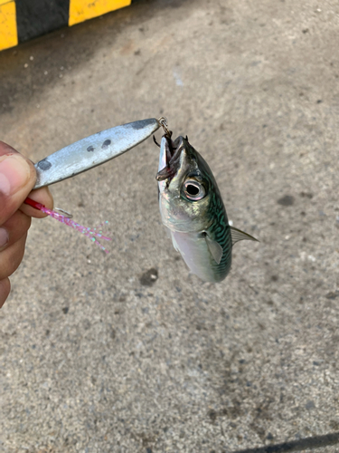 サバの釣果